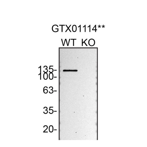 WB Image