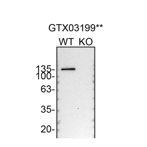 WB Image