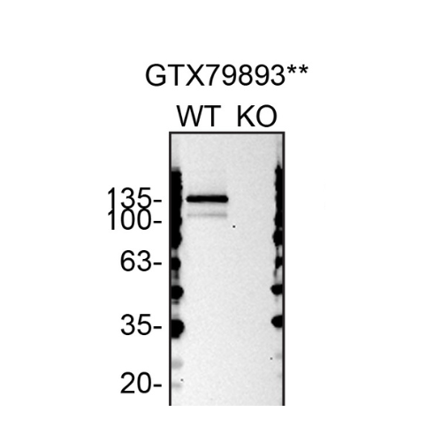 WB Image
