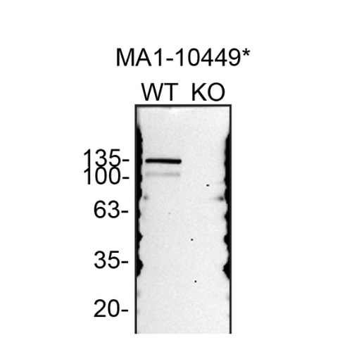 WB Image