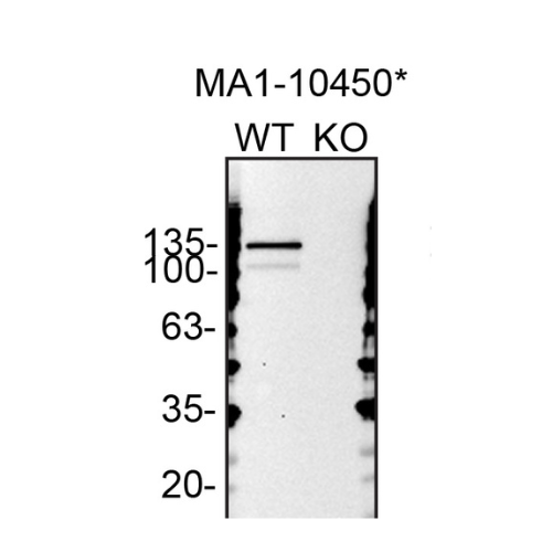 WB Image