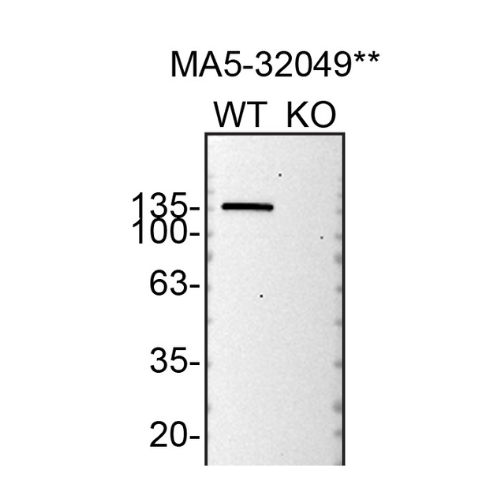 WB Image