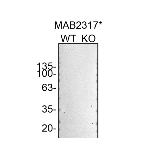 WB Image