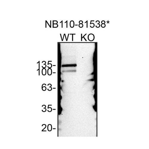 WB Image