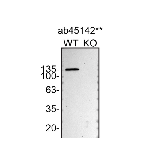 WB Image