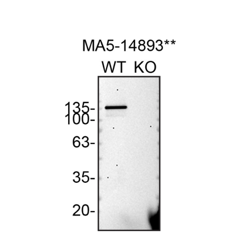 WB Image