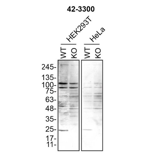 WB Image