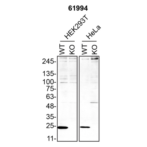 WB Image