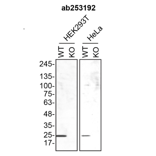 WB Image