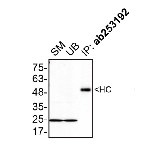 IP Image