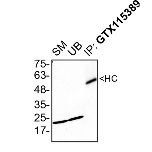 IP Image