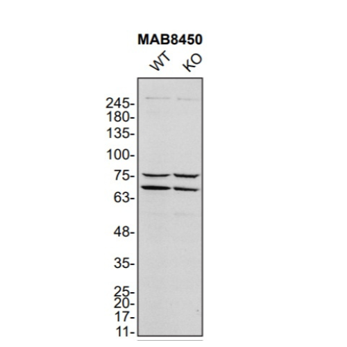 WB Image