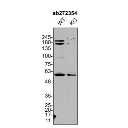 WB Image