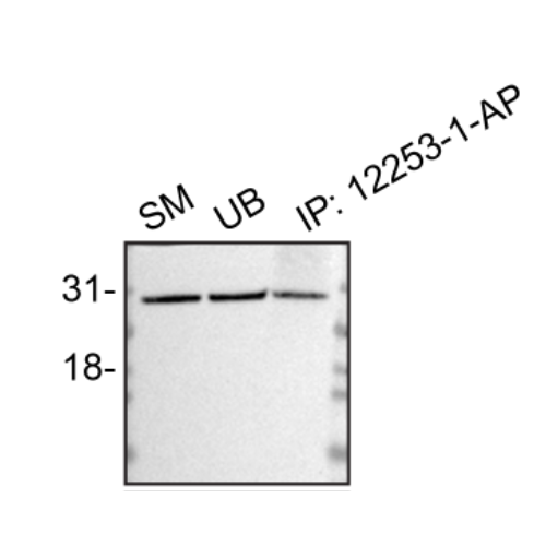 IP Image