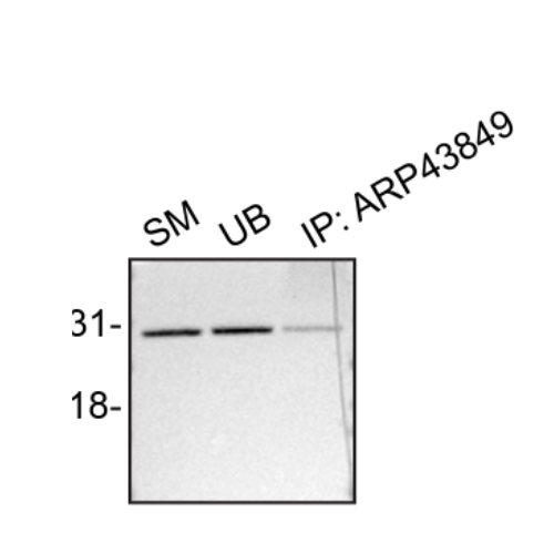 IP Image