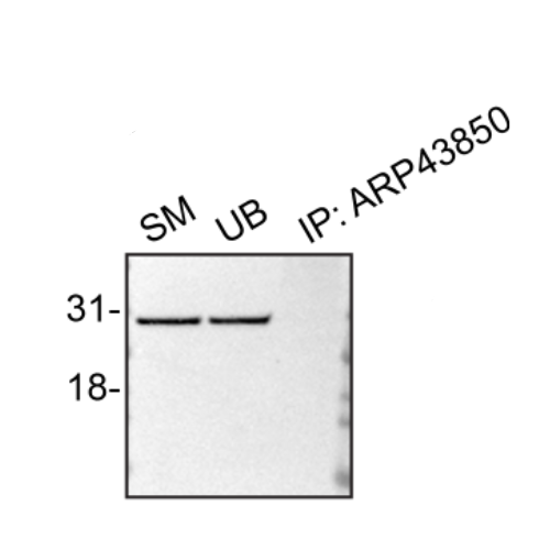 IP Image