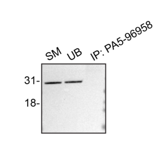 IP Image