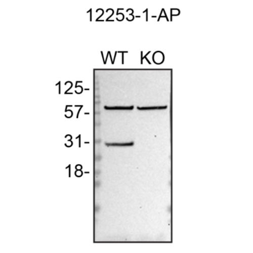 WB Image