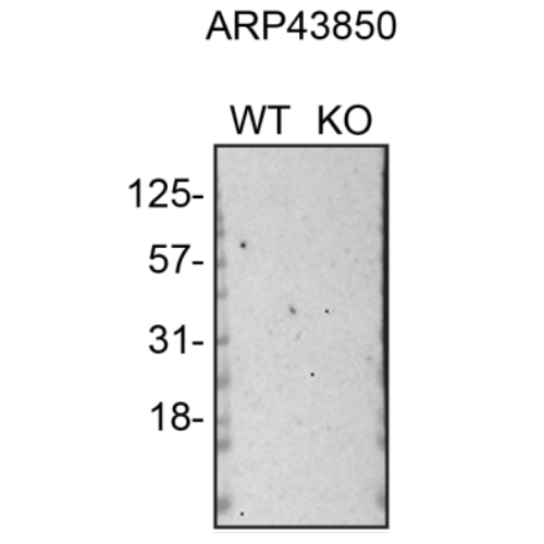 WB Image
