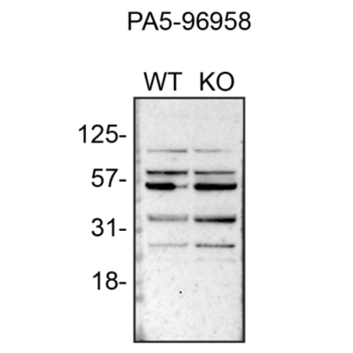 WB Image