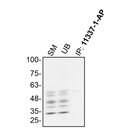 IP Image