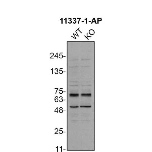 WB Image
