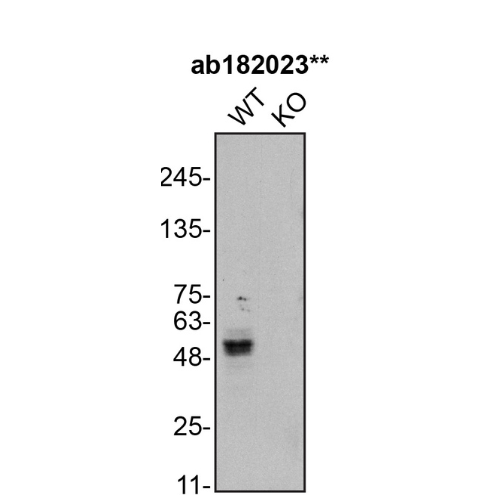 WB Image