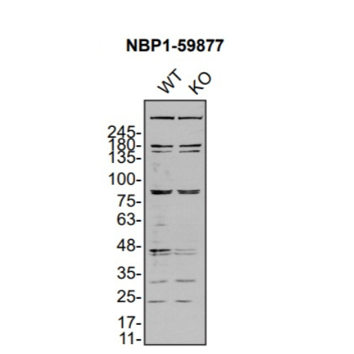 WB Image