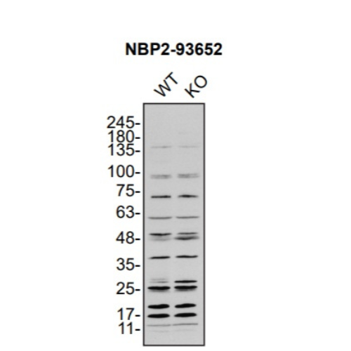WB Image