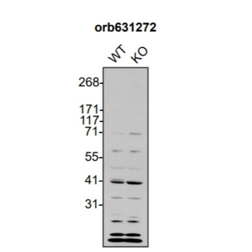 WB Image