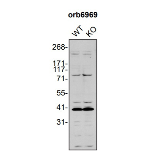 WB Image