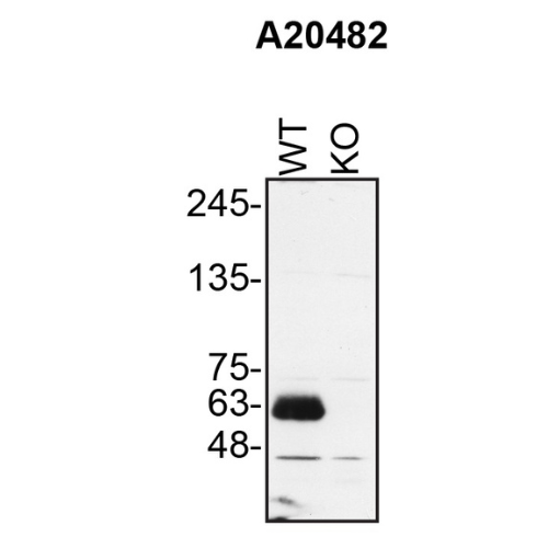 WB Image