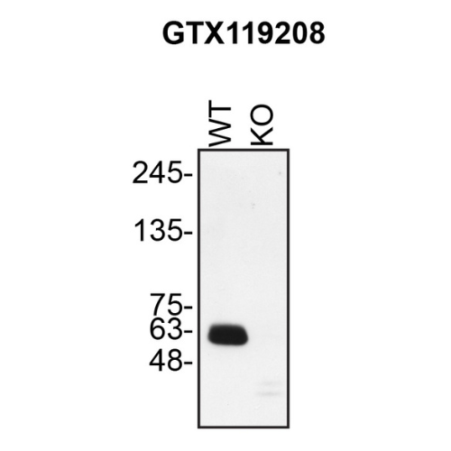 WB Image