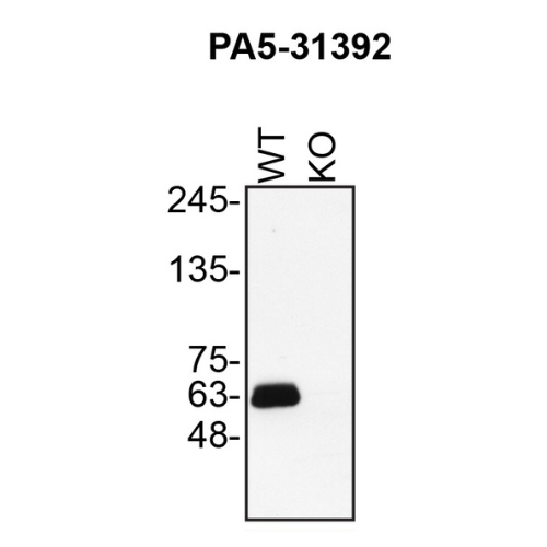 WB Image