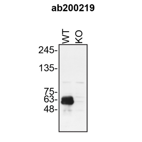 WB Image