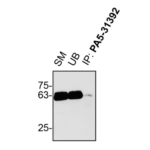 IP Image