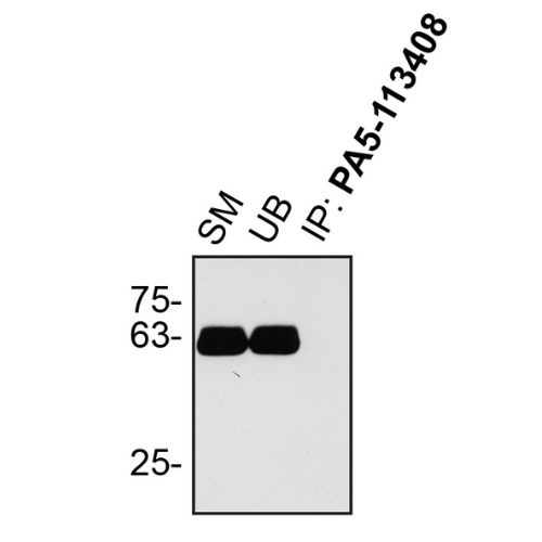 IP Image