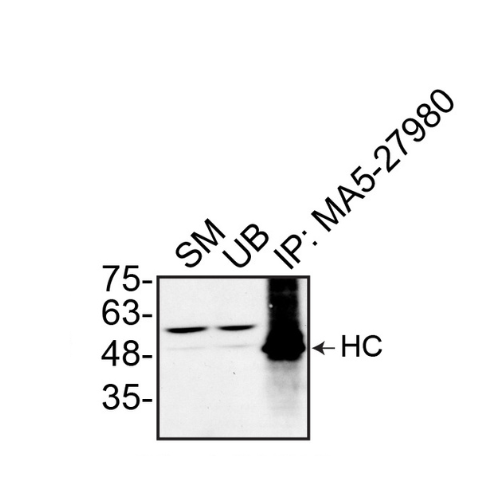 IP Image