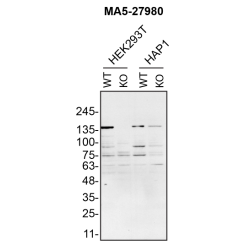 WB Image