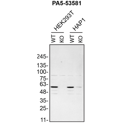 WB Image