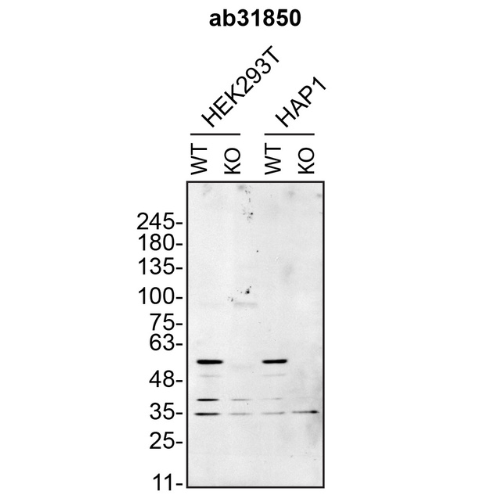 WB Image