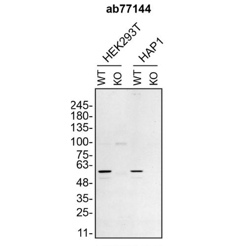 WB Image