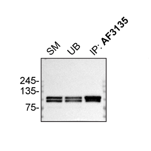 IP Image