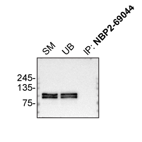 IP Image