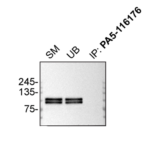 IP Image