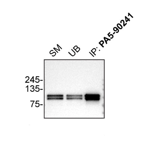 IP Image
