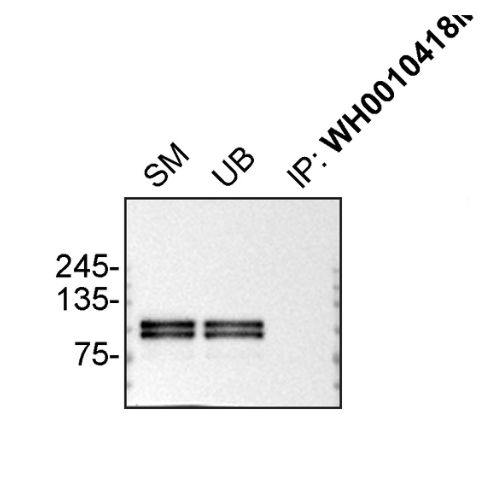IP Image
