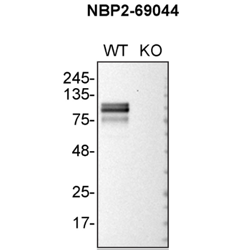 WB Image