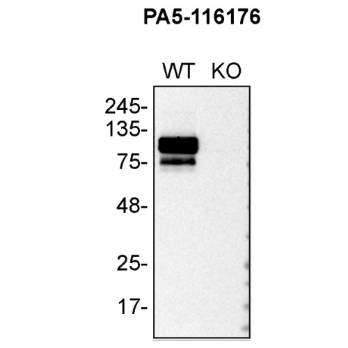 WB Image