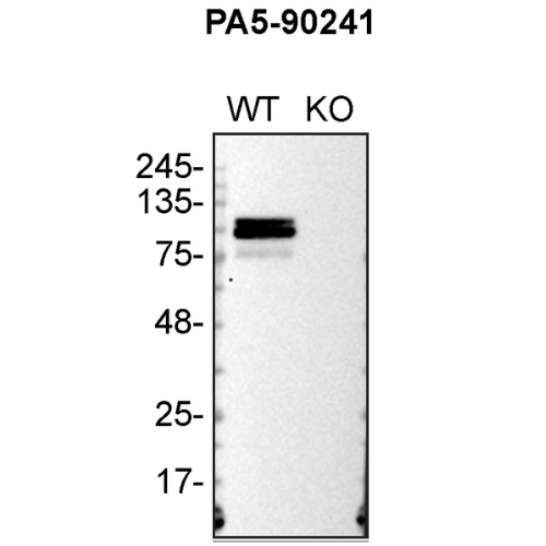 WB Image